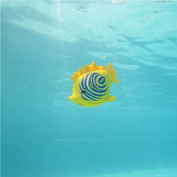 Rainbow Reef, Zebrafisch